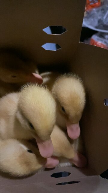 Baby Duck Time