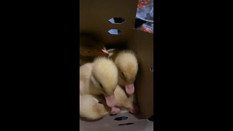 Baby Duck Time