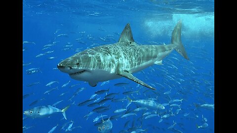 Knocked into Air then Consumed by Shark