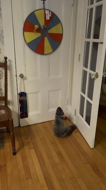 The Amazing Flying Suka