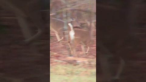 deer at Chickamauga Battlefield