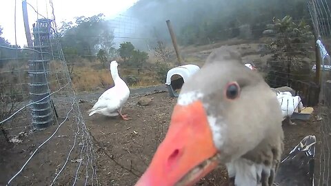 Goose discovers hidden camera and investigates 😆