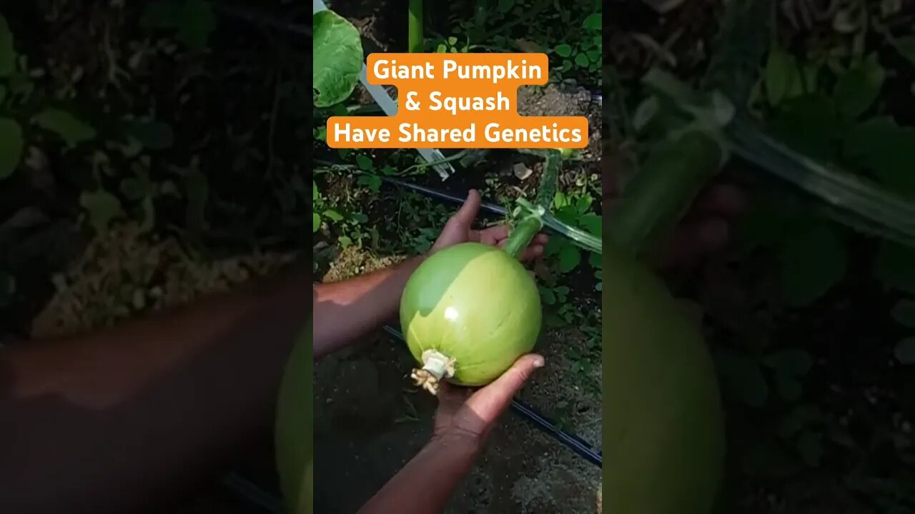 Giant Fruit Positioning #pumpkins #squash #giantfruits