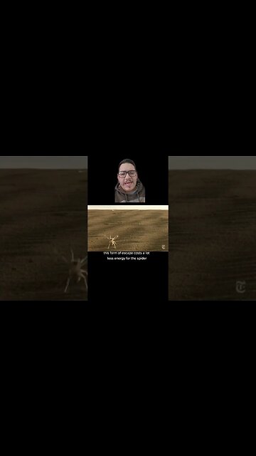 This spider turns itself into a wheel