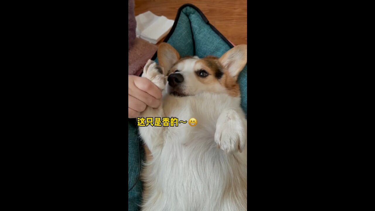 After walking the dog, how to do when the dog's feet are dirty?#foryou #corgi #dog #puppy #asmr