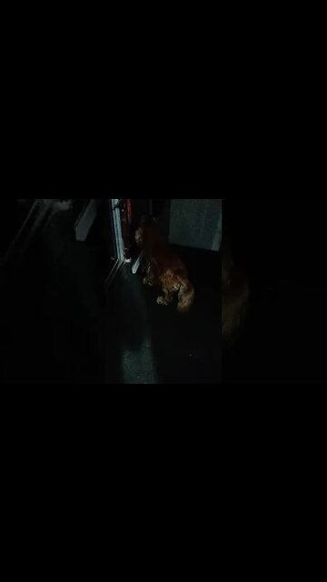 #dogshow , #animals , #dog , #shorts