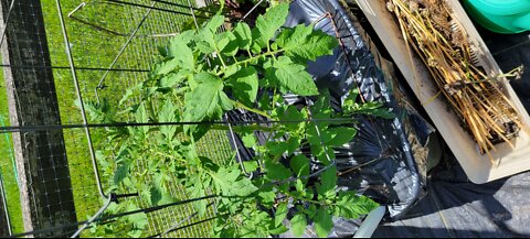 Post storm garden update