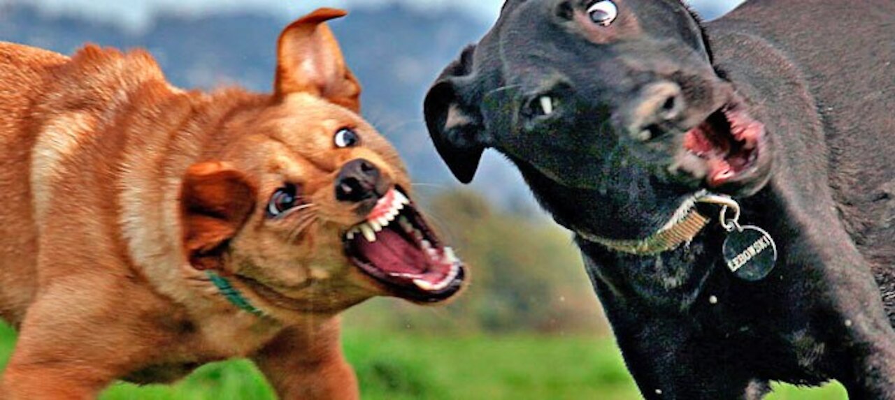 Two brothers dogs fighting over jealousy