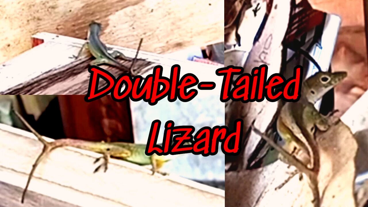 Two tailed lizard