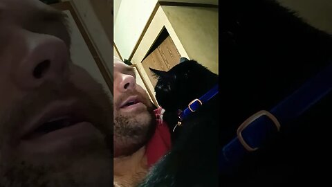 Kitty loves #shortsfeed #shortsvideo #kittycat #kitty #youtubeshorts #cutecat #catshorts