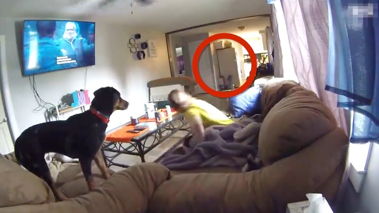 TITULO…Top 5 Perros Que Vieron Cosas Que Sus Dueños No Pudieron Ver