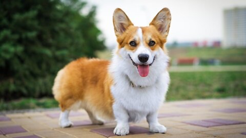 THE BEST CORGI COMPILATION