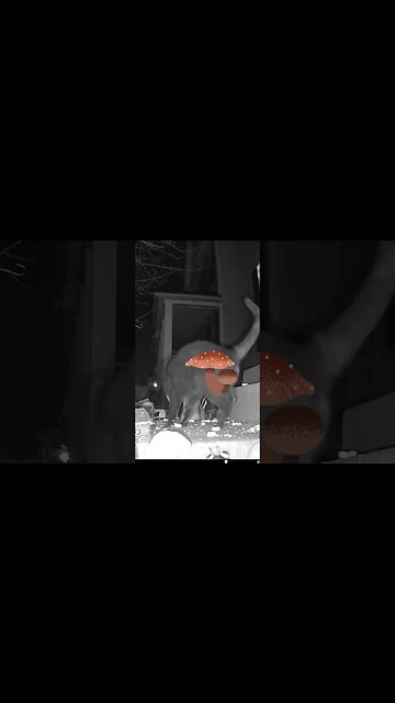 Mushrooms Visit #Shorts 🍄