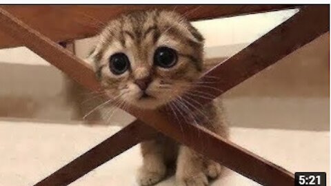 💗Cute And Funny Pets | Try Not To Laugh To These Pets Compilation #7💗 Cutest Lands