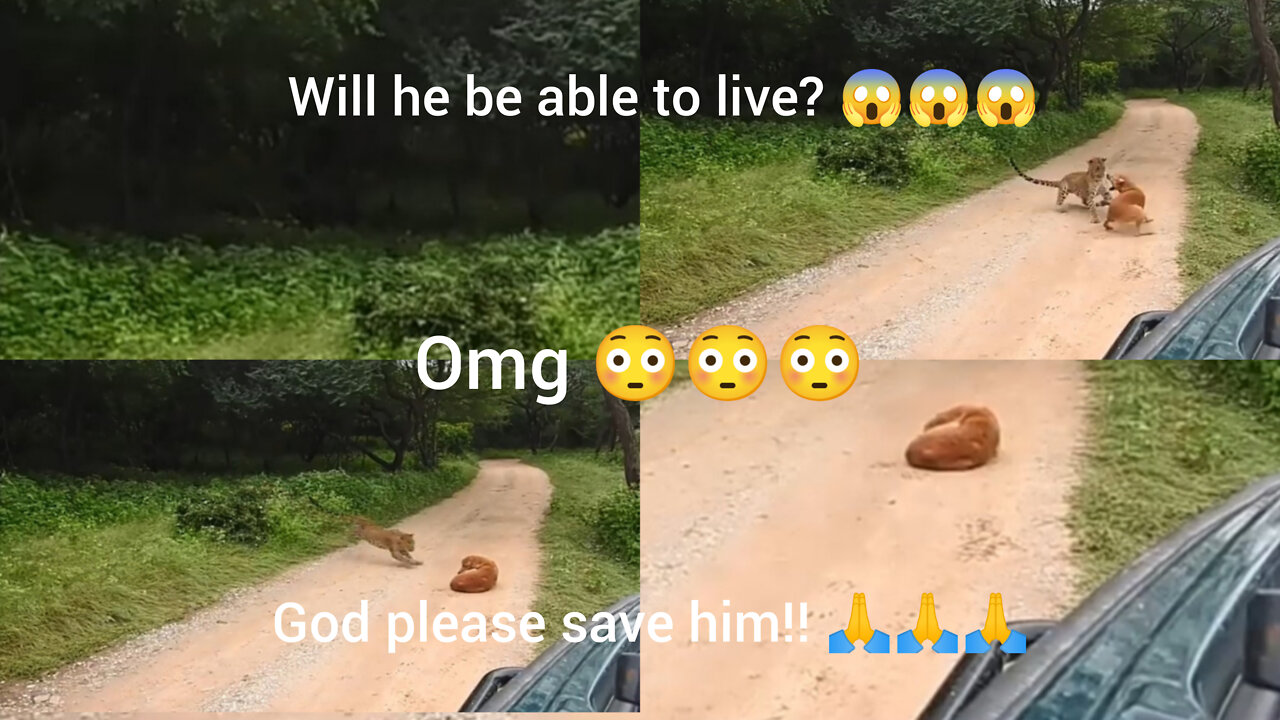 The Dog🐕 suddenly saw the Leopard🐆 !! 😳😳 and started fighting for his life 🔥🔥