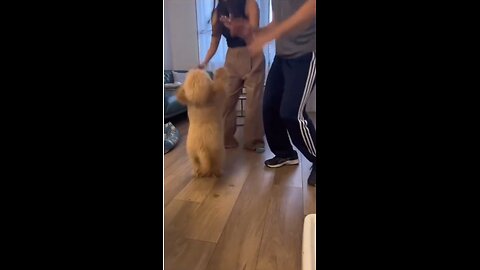 Send this to a dog lover (Fetched from