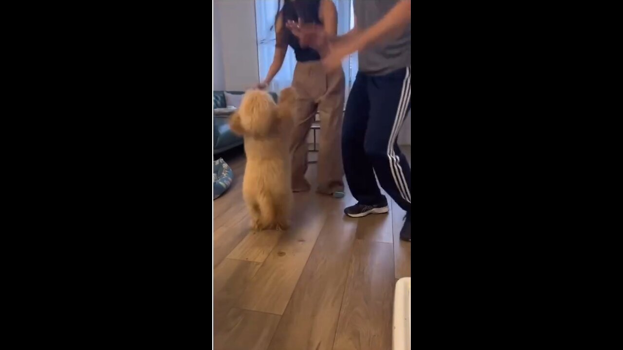 Send this to a dog lover (Fetched from