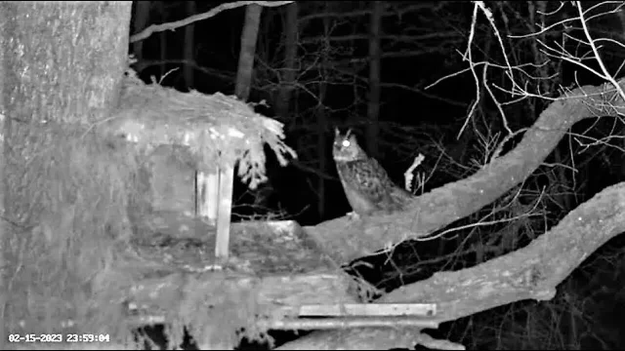 Male Eagle Owl Calling to His Mate 🦉 02/15/23 22:52