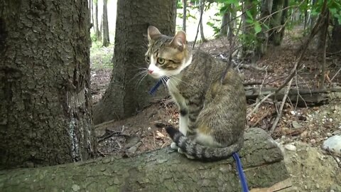 Inquisitive Cat Climbs on a Tree Trunk