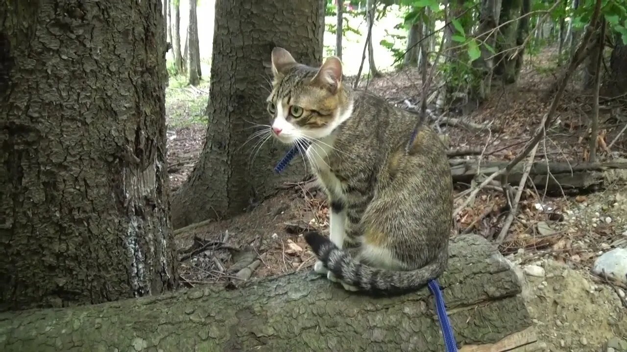 Inquisitive Cat Climbs on a Tree Trunk