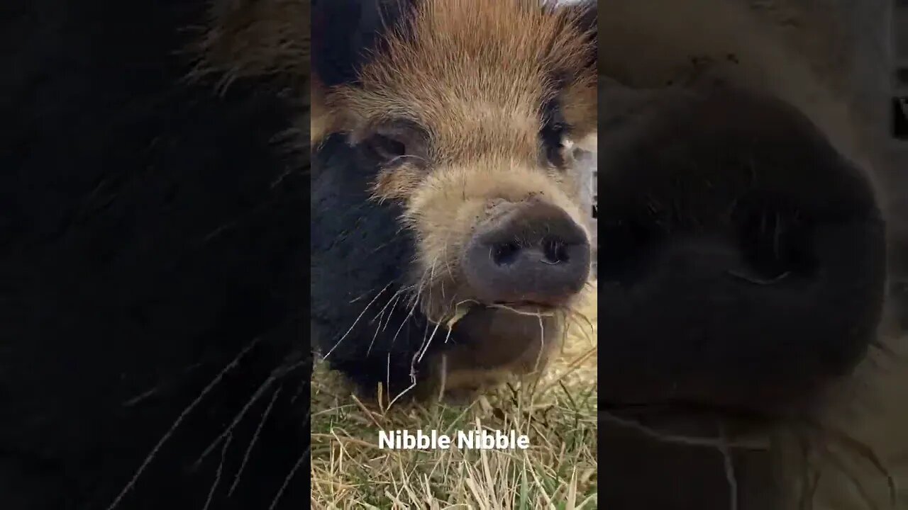 🐽Just a KuneKune Hog nibbling grass🤗 #kunekune #farmlife #pigs #cute