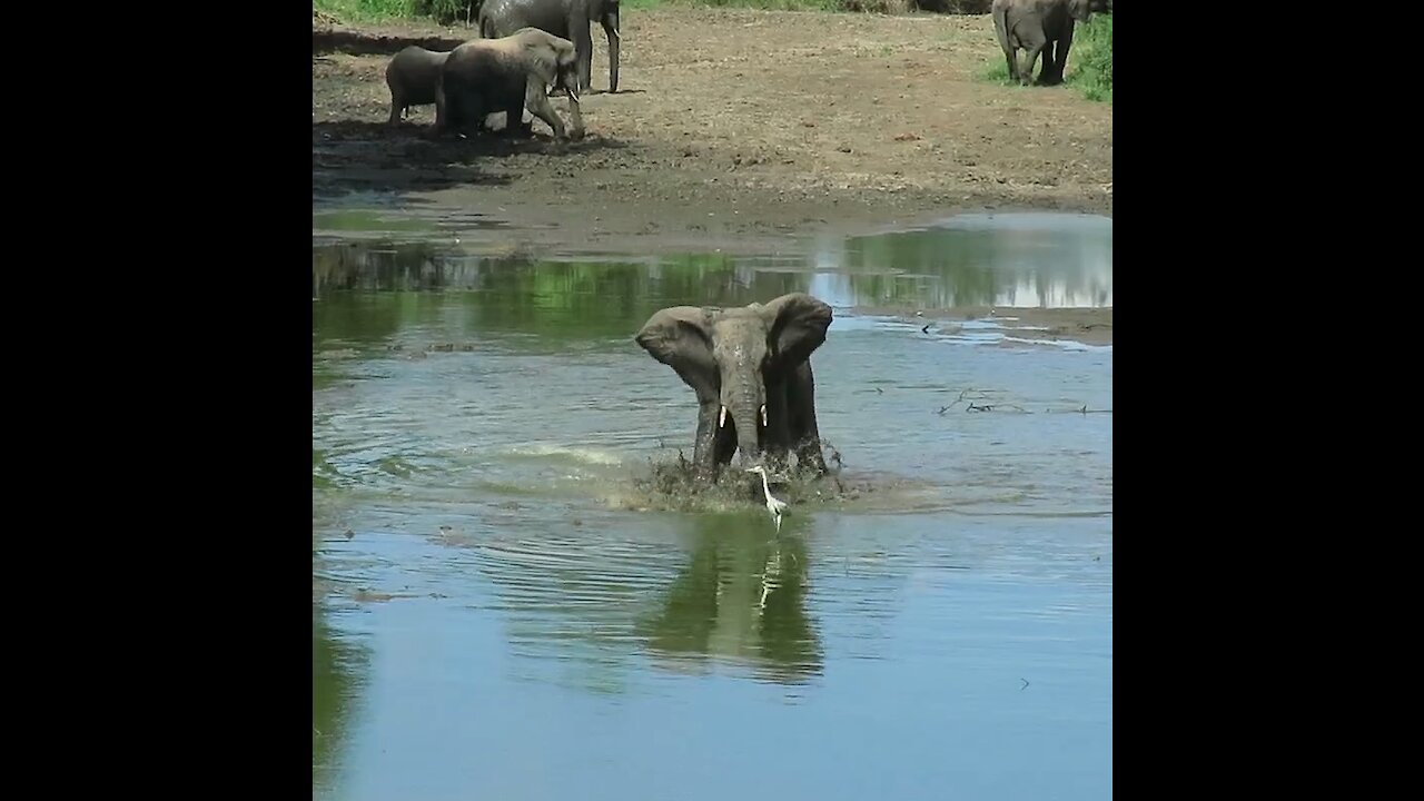 Male elephant splashes bird with water to show off his dominance