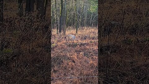 Big Pig in the Woods Early in the Morning @UncleTimsFarm #kärnəvór