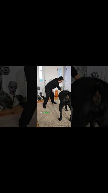 Cane Corso Nightly Routine #shorts #dog #canecorso #doglover