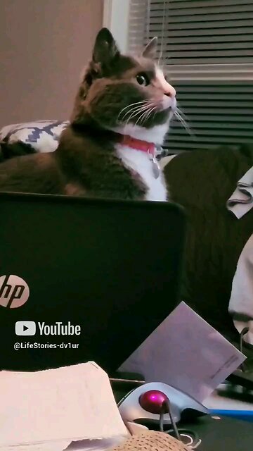 cat caught watching Star Wars instead of teleworking. #cat #shortvideo #shorts #short #shortsvideo