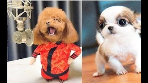 Cute Puppies 😍 Cute Funny and Smart Dogs 16