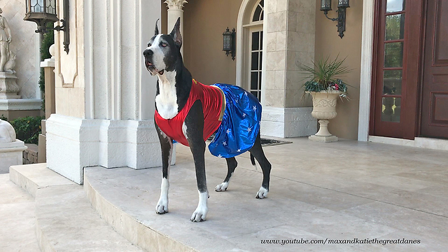 Great Danes models 'Wonder Woman' Halloween costume