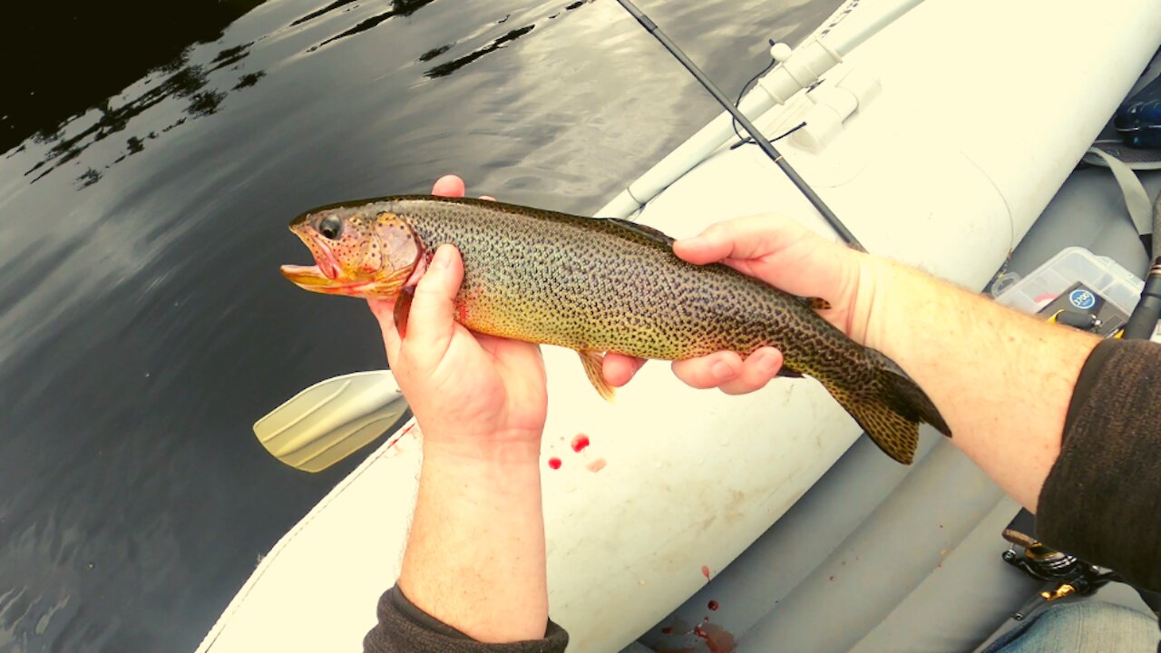 |4K| SLAYING CUTTHROAT Trout in Beautiful PNW Pond