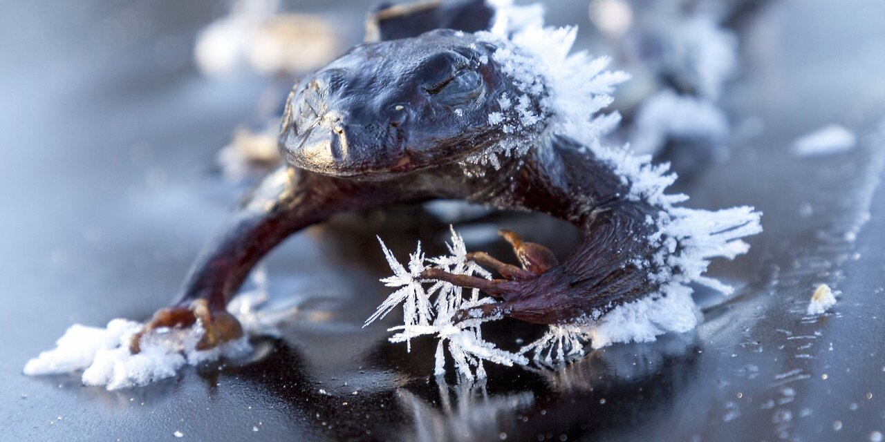 "This Critter Virtually Dies Frozen Every Winter To Survive"