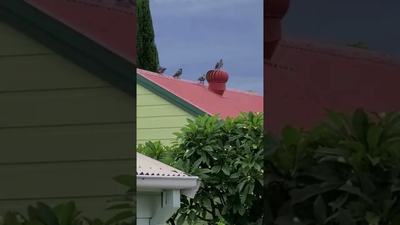 This pigeon has a happier life than yours #shorts