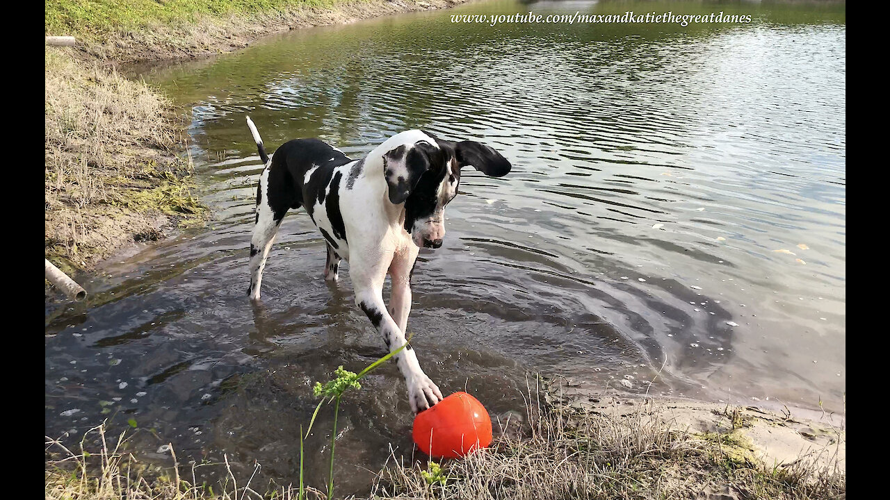 Great Dane Has Fun Splashing and Dashing In the Mud with His Jollyball