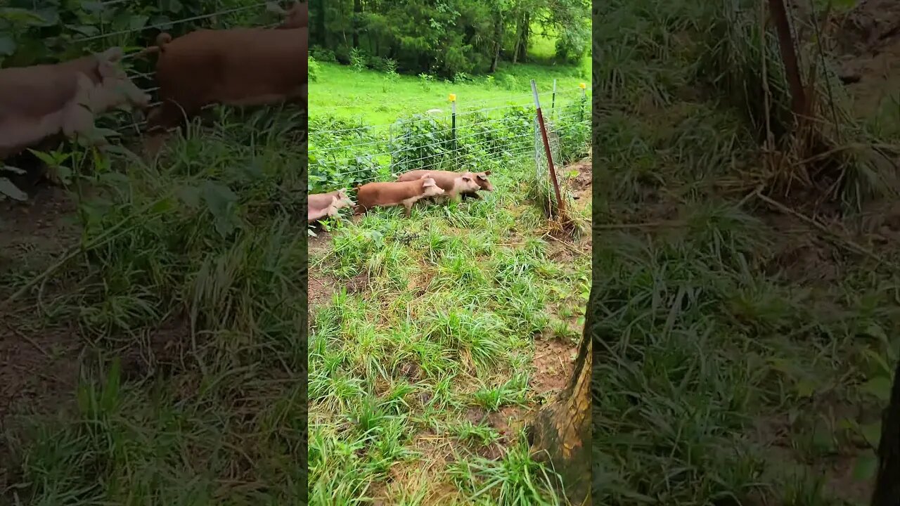 Piglets Stuck in a Corner @UncleTimsFarm #kärnəvór #carnivore #shorts #hereford #freerangepigs