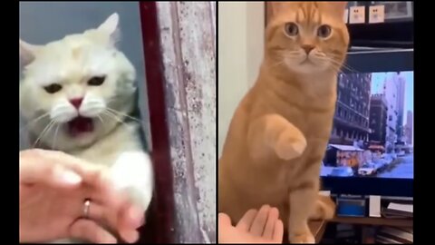 Funny animals 2023😆 - Funniest Cats and Dogs Video🐕🐈#shorts