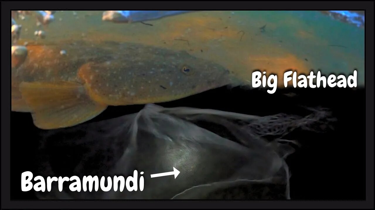 Barra In The Castnet | Hunting Big Flathead
