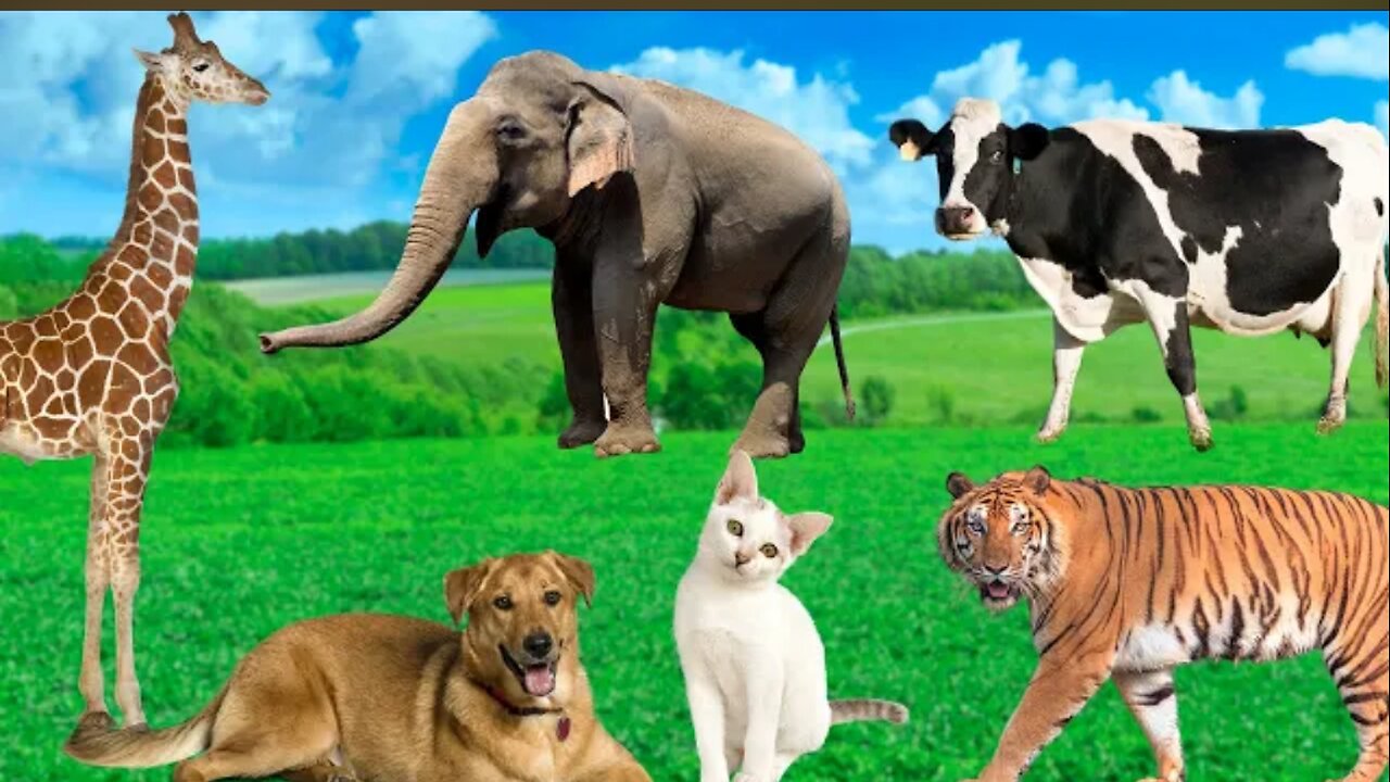 Animal Sound Compilation - Tiger, Elephant, Goat, Giraffe, Dog - Animal Moments