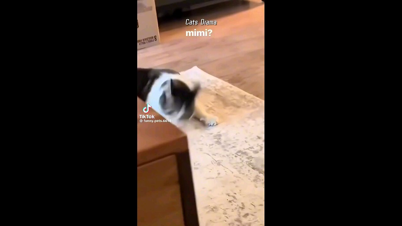 funny animals 🤣