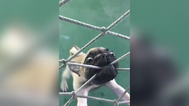 Funny Pug Dog Tries To Bite Through A Net