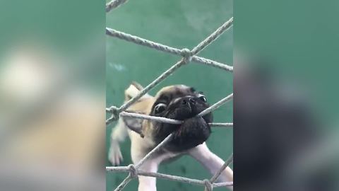 Funny Pug Dog Tries To Bite Through A Net