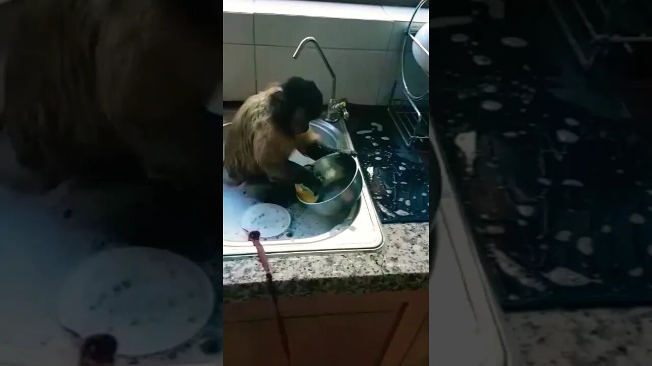 😘 Cute Monkey Washing Dishes 😘