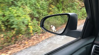 Dog “heels” alongside car