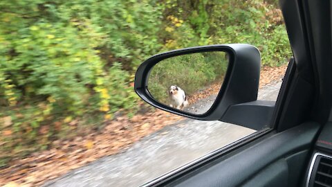 Dog “heels” alongside car