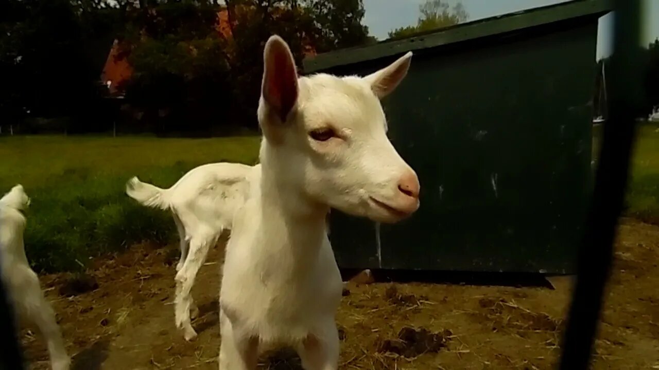 gijtjes in oppenhuizen