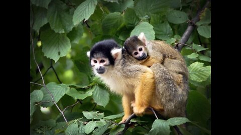 Black-capped Squirrel Monkey