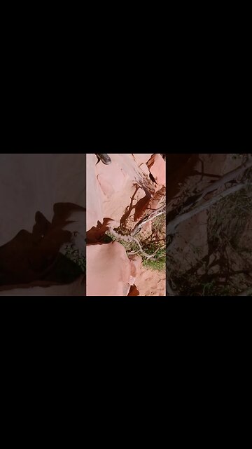 Hiking with Angels: The Adventure of Angels Landing in Zion National Park