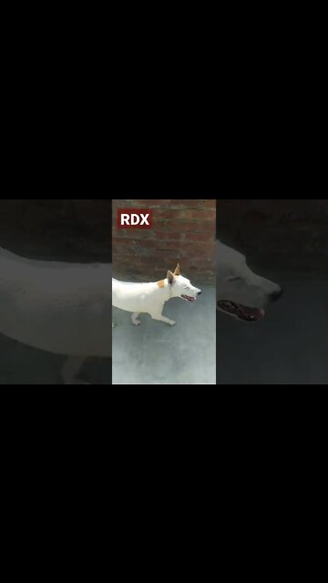 My Dog My Love My Naina