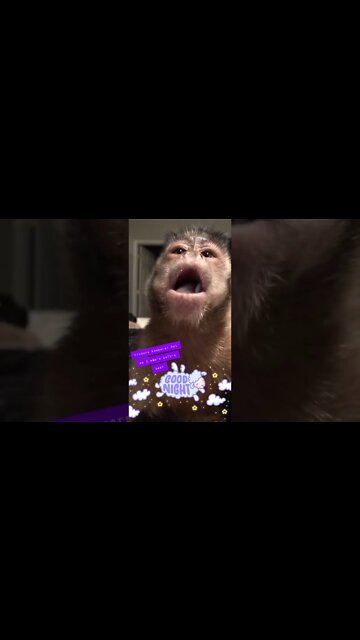 Last Night before bed I stole #Shorts